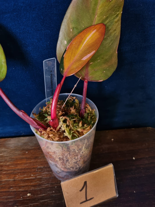 Philodendron Persimmon Princess