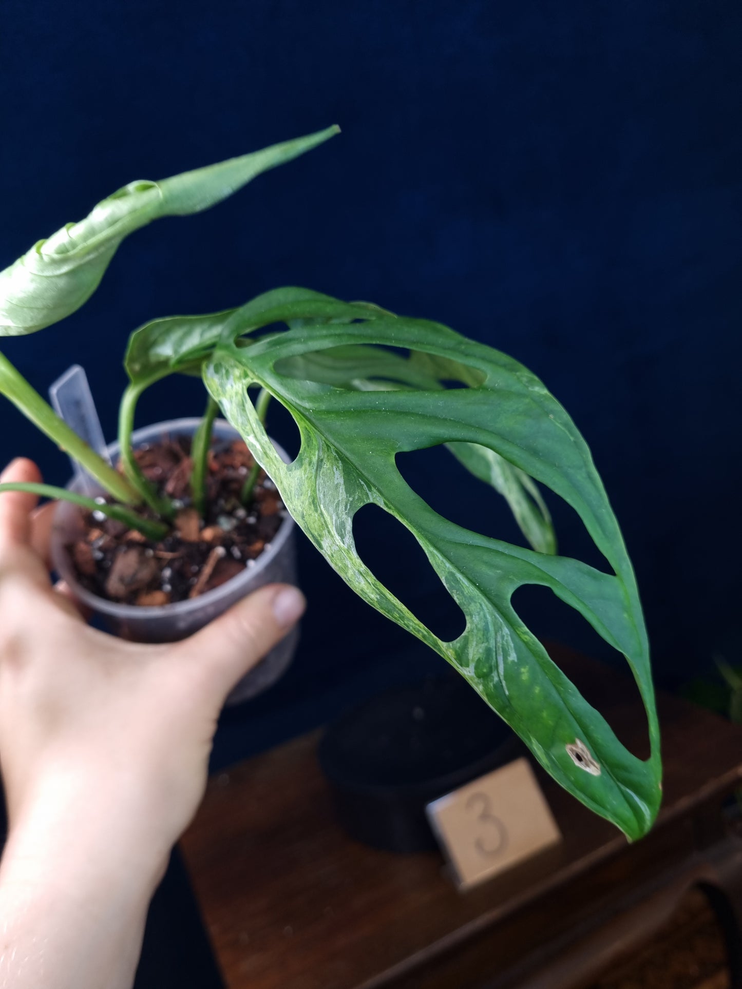 Monstera Adansonii Indonesian Marble