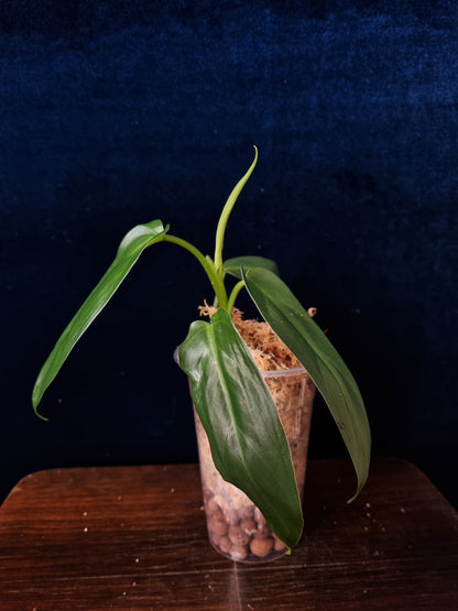 Philodendron Oxapapense Aff