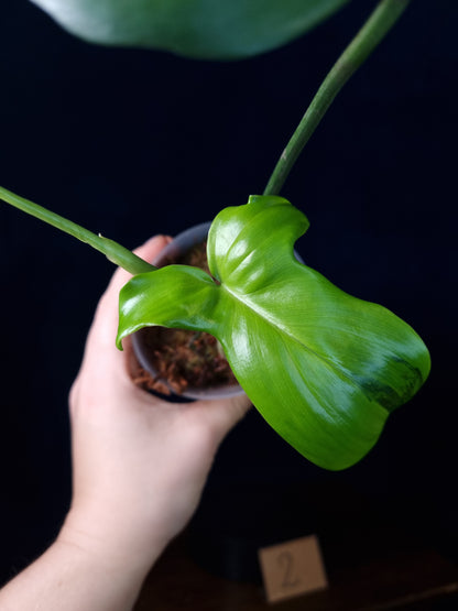 Philodendron Pedatum Variegata