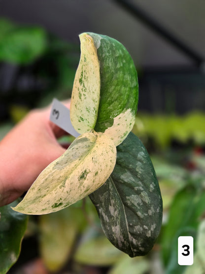 Scindapsus Halimoon (High variegation) - Medium