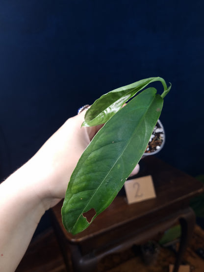 Monstera Obliqua Yasuni