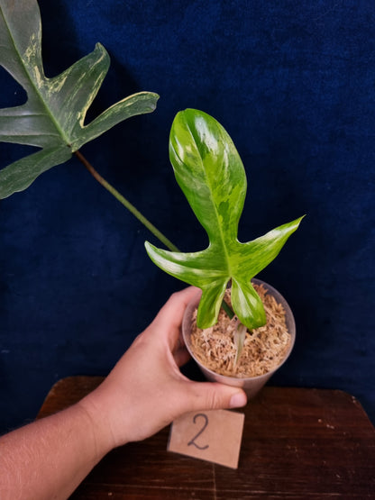 Philodendron Florida Beauty