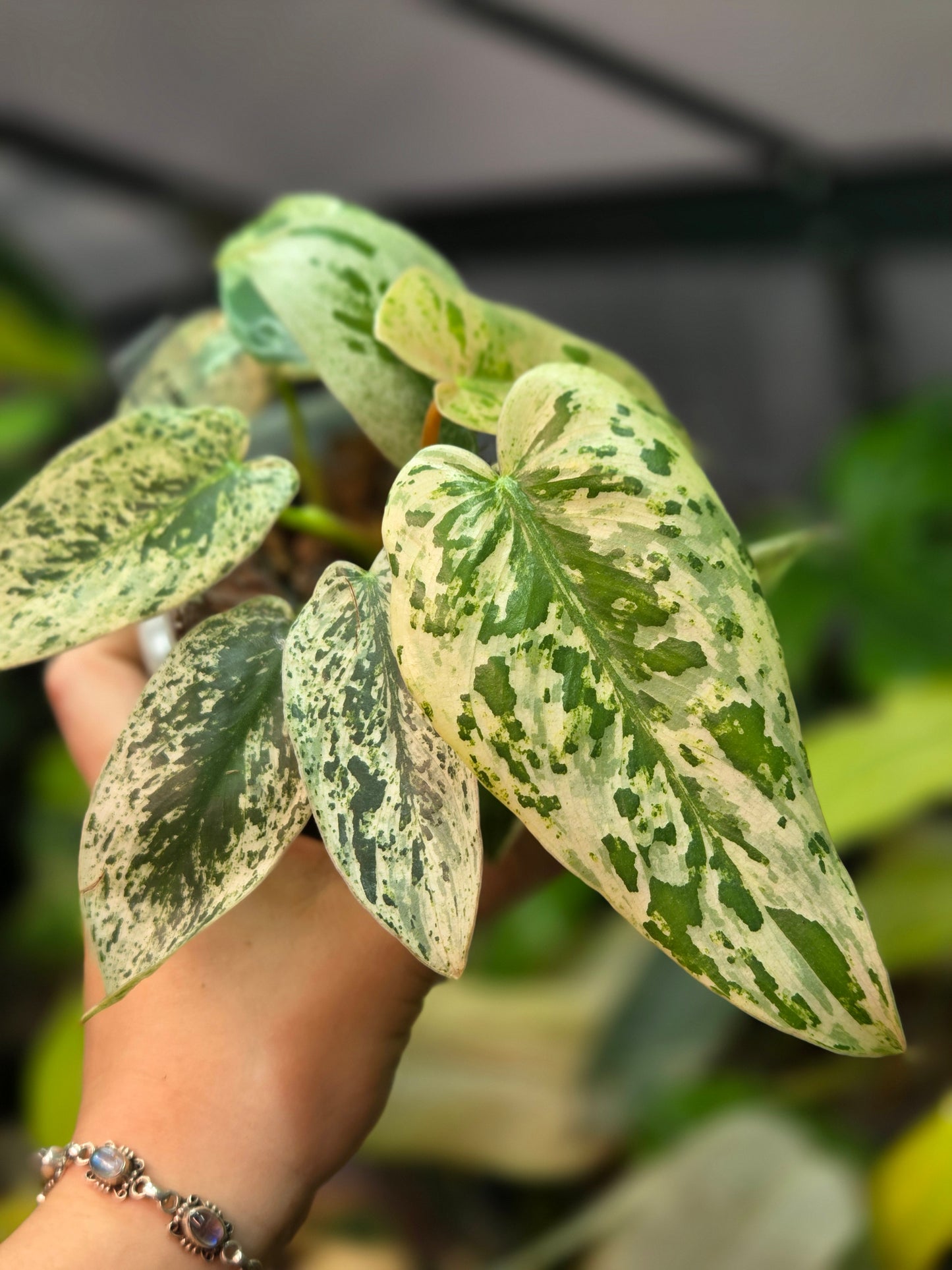 Philodendron Ilsemanii
