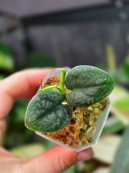 Scindapsus Wallet Sakti