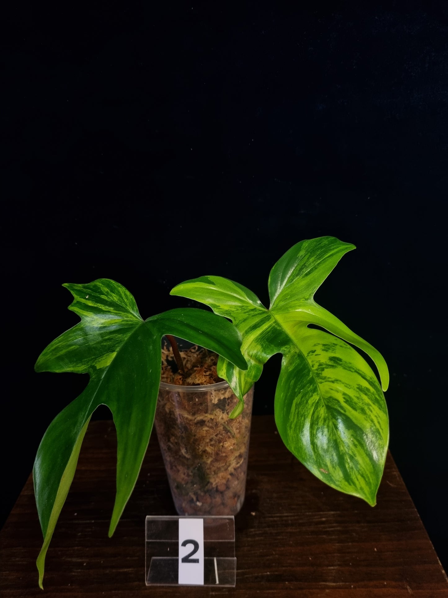 Philodendron Florida Beauty