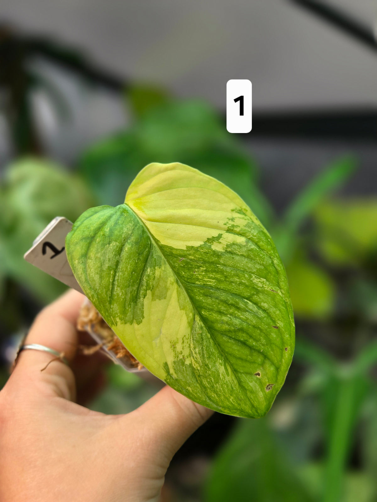 Monstera Obliqua Mayuna Variegata