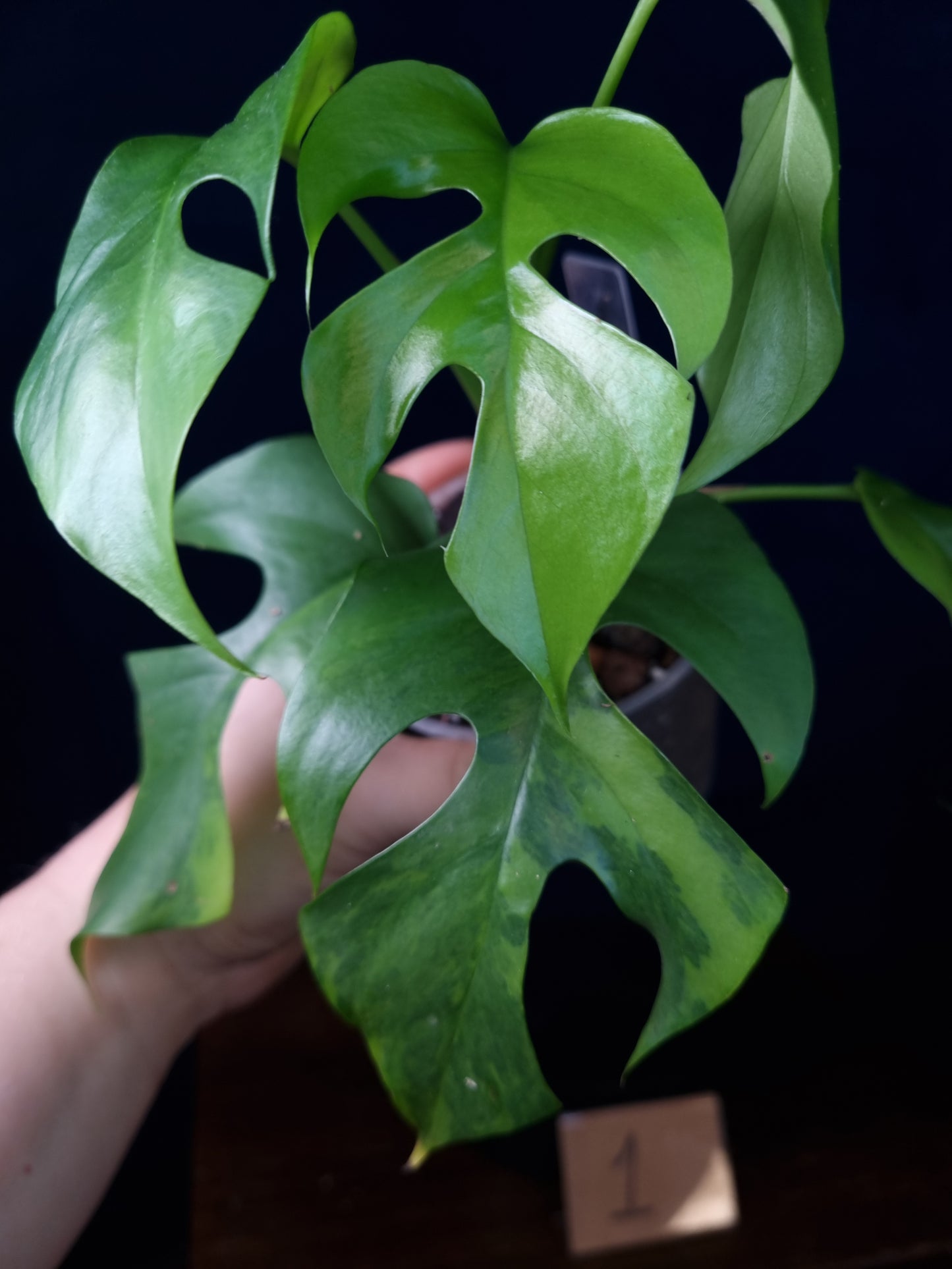 Rhaphidophora Tetrasperma Aurea Medium