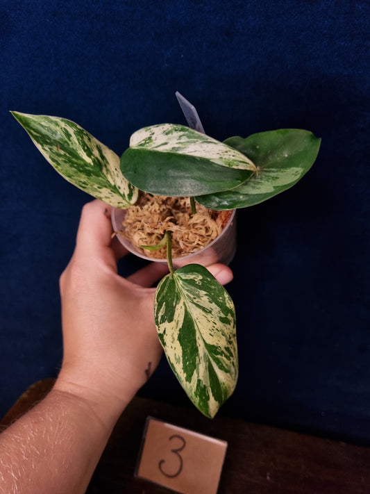 Philodendron Emerald Ice