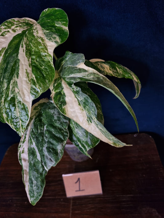 Amydrium Medium Variegata