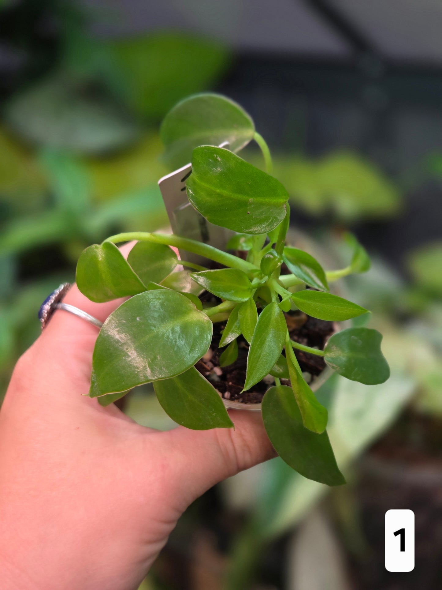Philodendron Corcovadensis - Small