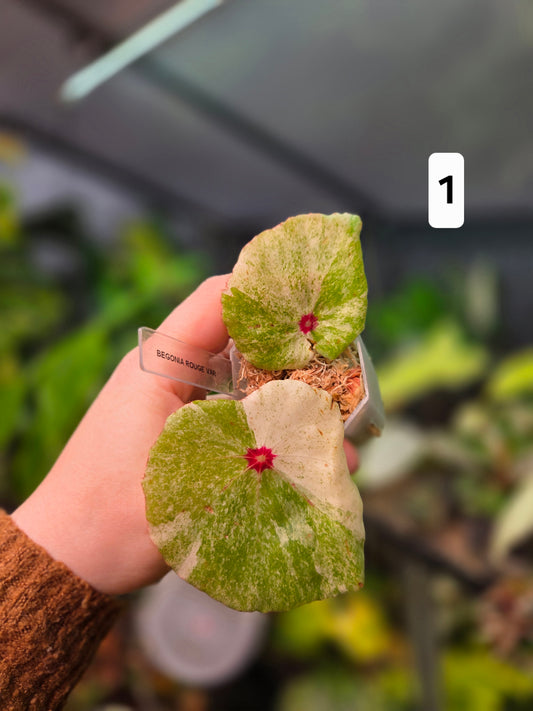 Begonia Rouge Variegata