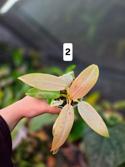 Philodendron Whipple Way Mottled