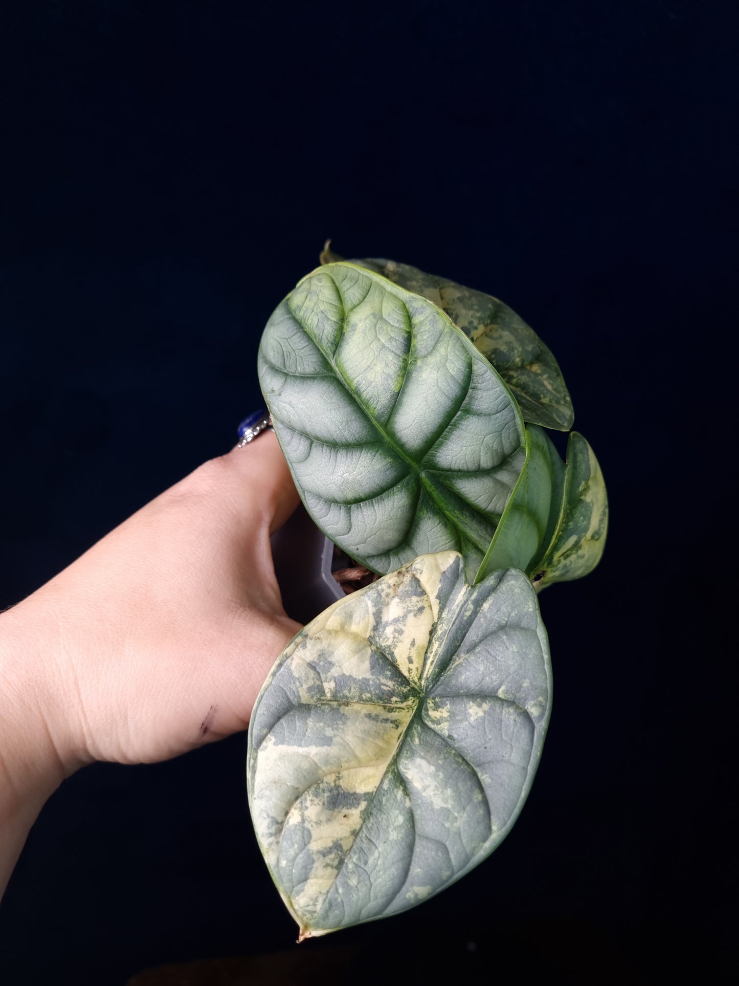 Alocasia Silver Dragon Aurea Variegata