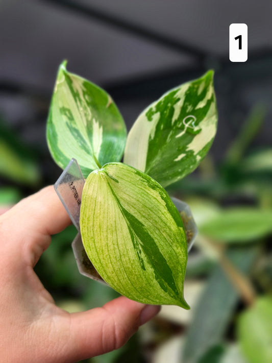 Philodendron Pittieri Variegata