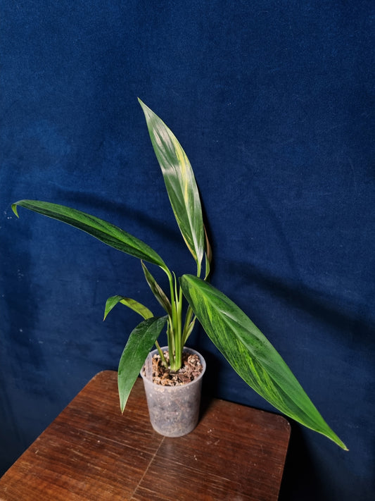 Epipremnum Amplissimum Aurea