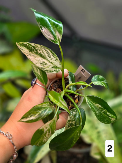 Philodendron Emerald Ice - Small