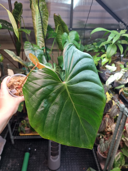 Philodendron Pink Glory