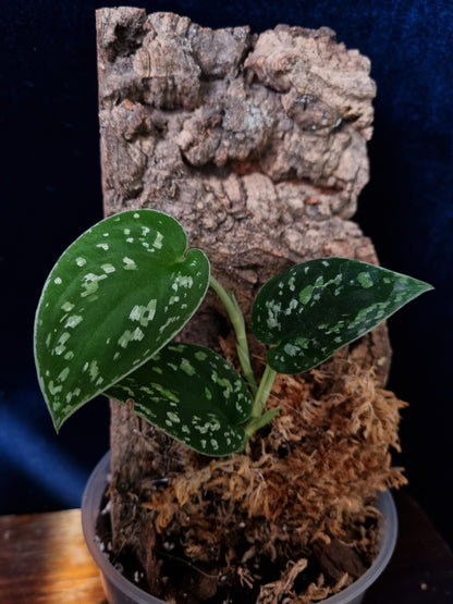 Scindapsus Tricolor / Sp Borneo