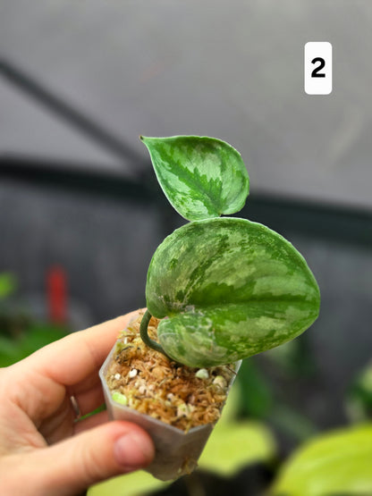 Scindapsus Silver Knight Variegata