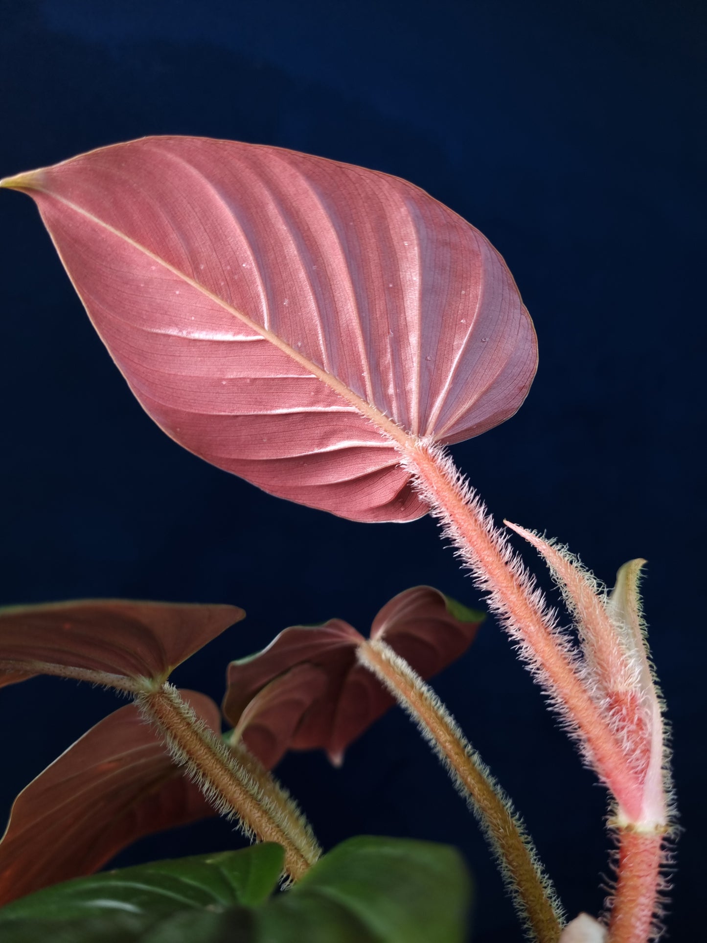 Philodendron Squamicaule Pink