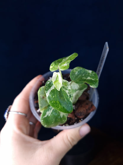 Piper SP Tricolor Jadeite