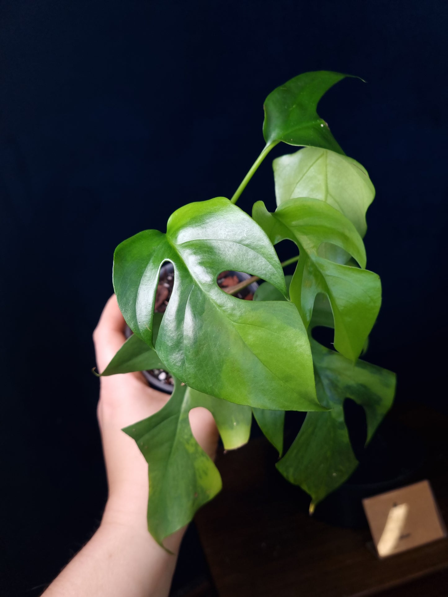 Rhaphidophora Tetrasperma Aurea Medium