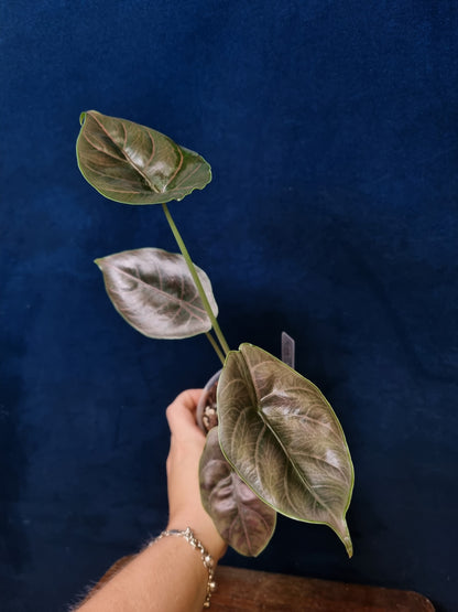 Alocasia Azlanii