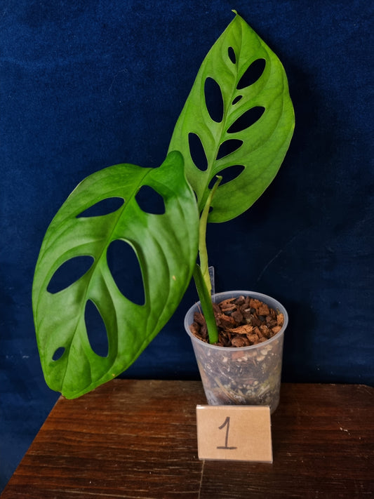 Monstera Esqueleto