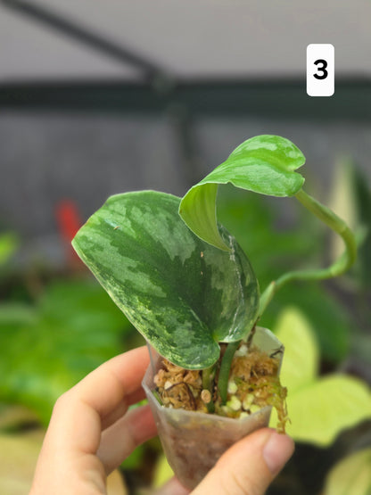 Scindapsus Silver Knight Variegata