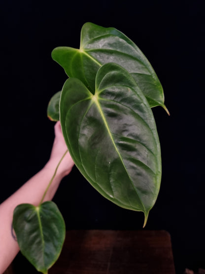 Anthurium Esmeraldense