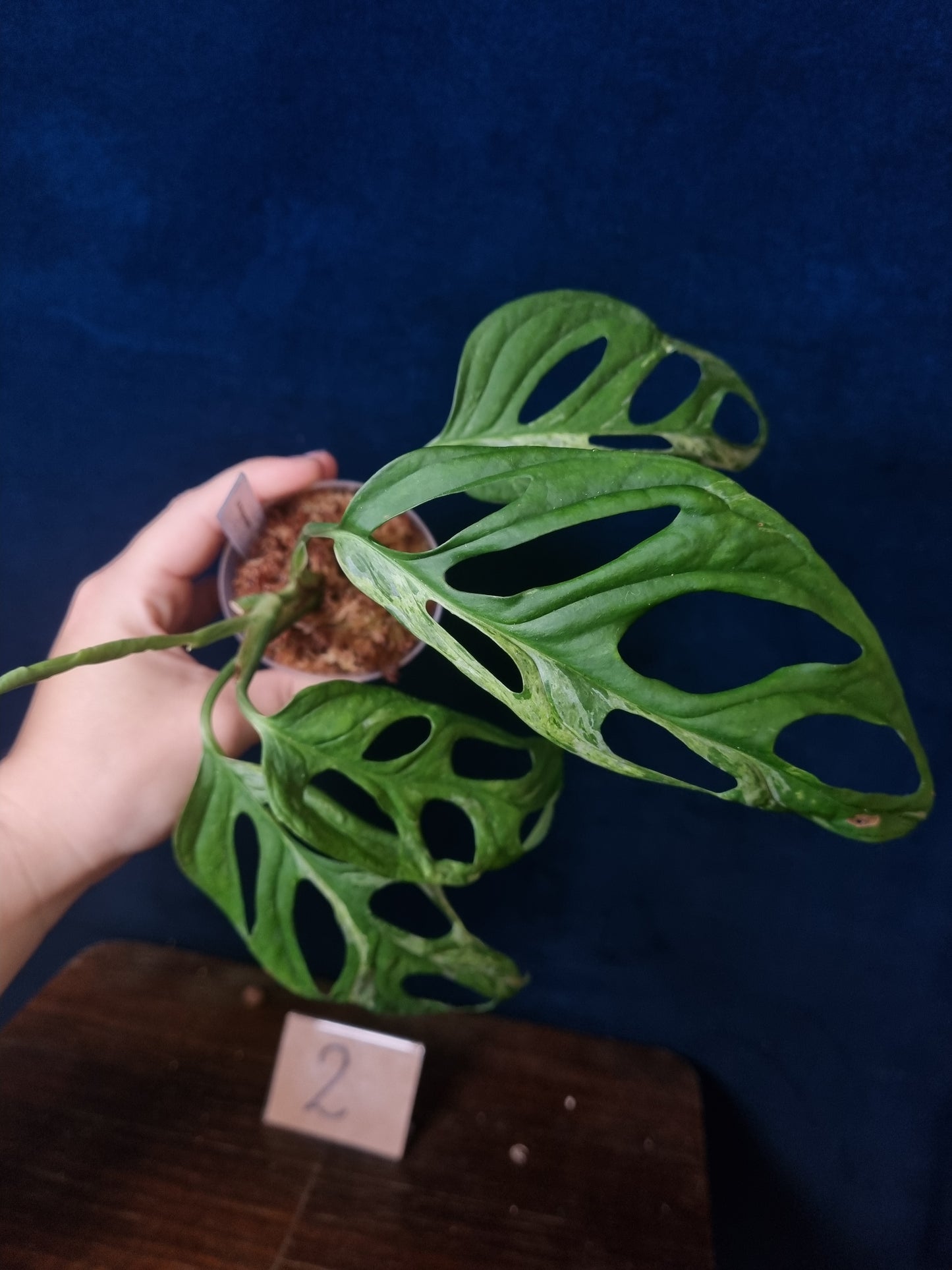 Monstera Adansonii Indonesian Marble