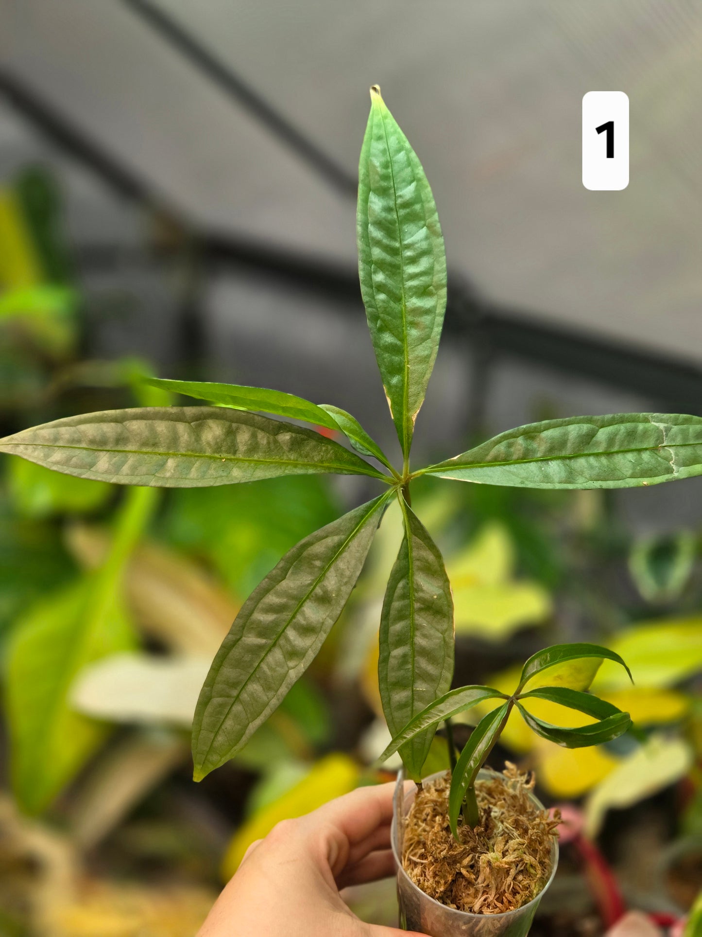 Anthurium Polyschistum x NOID