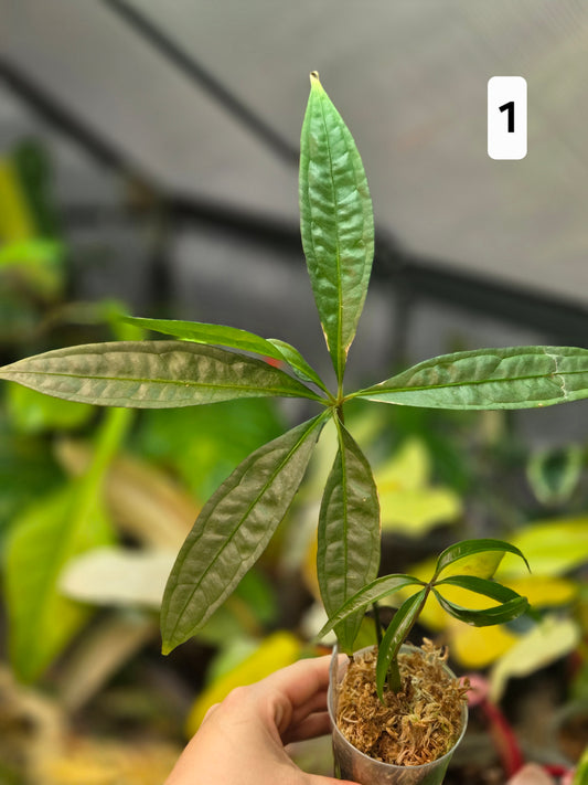 Anthurium Polyschistum x NOID