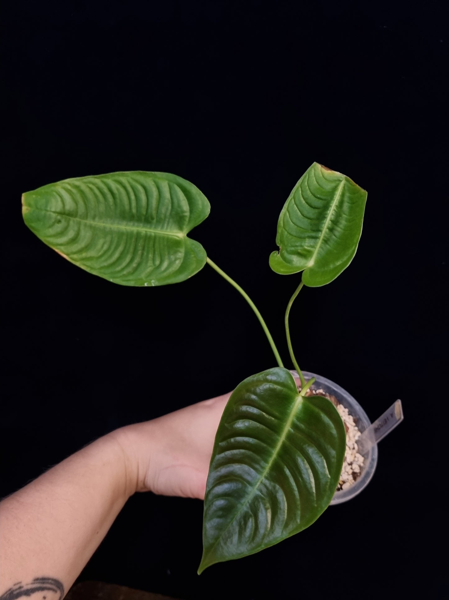 Anthurium Veitchii