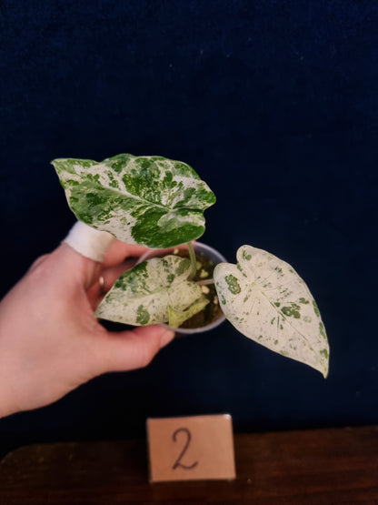 Alocasia Macrorrhiza Splash