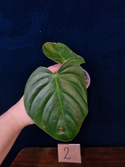 Philodendron Nangaritense x Wernerii