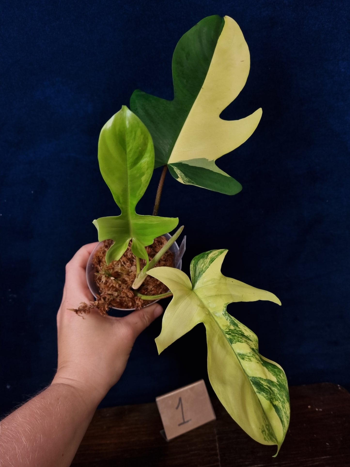 Philodendron Florida Beauty
