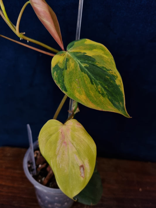 Philodendron Micans Variegata