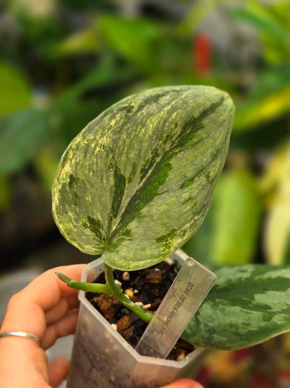 Scindapsus Silver Knight Variegata