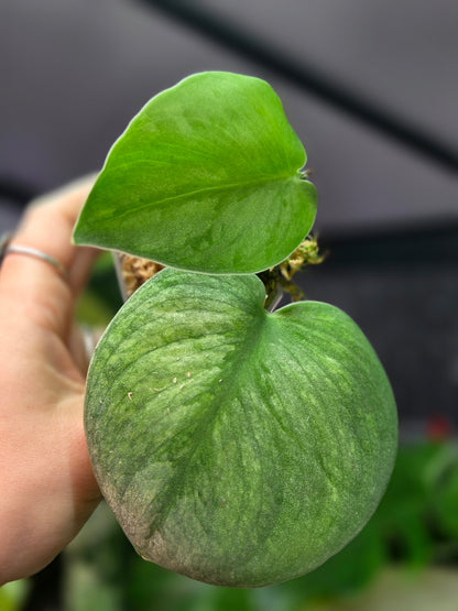 Scindapsus Silver Knight Variegata 'Kunzo'