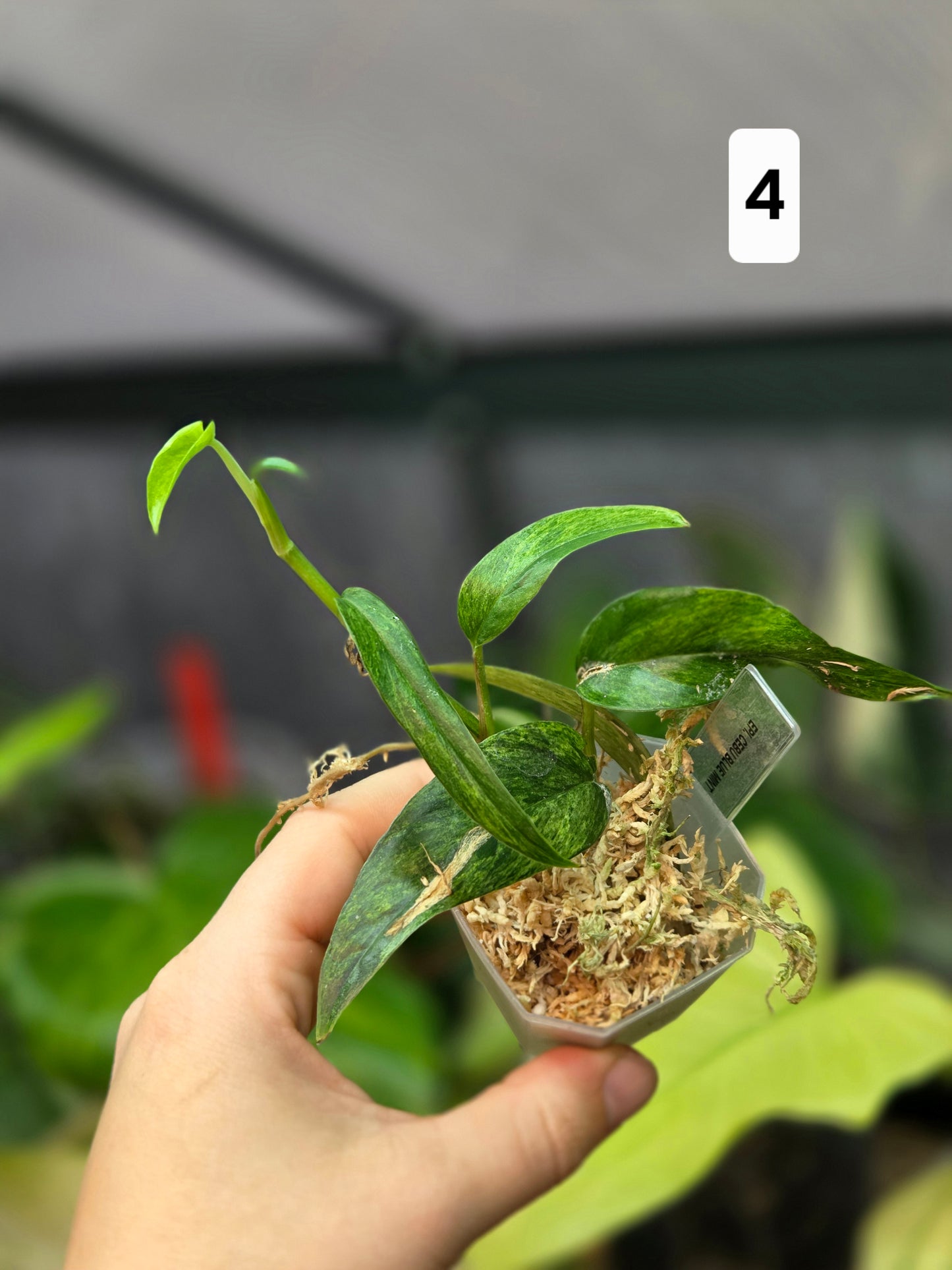Epipremnum Cebu Blue Mint