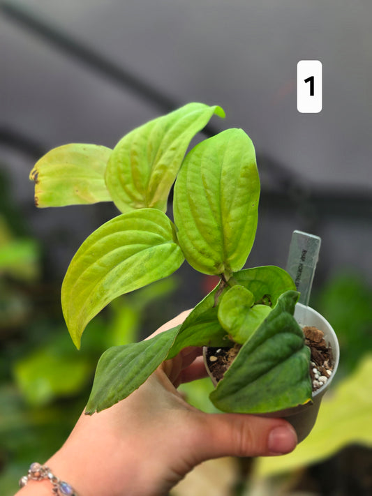 Rhaphidophora Korthalsii Marble Aurea