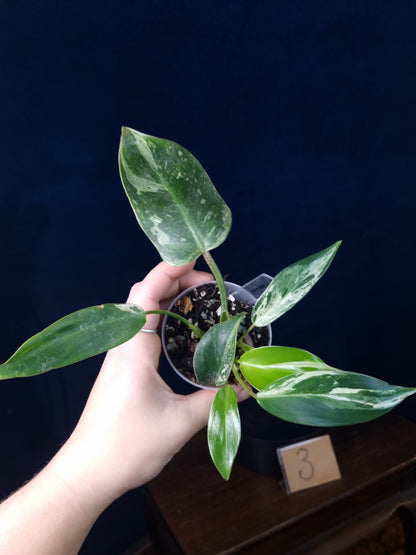 Philodendron Emerald Ice Small