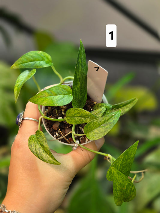 Epipremnum Pinnatum Cebu Blue Mint