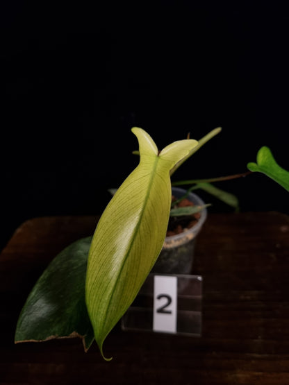 Philodendron Florida Ghost Small