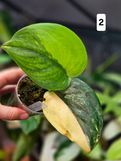 Scindapsus Jade Satin Aurea