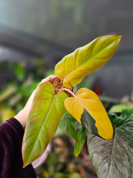 Philodendron Red Emerald 'Orange'