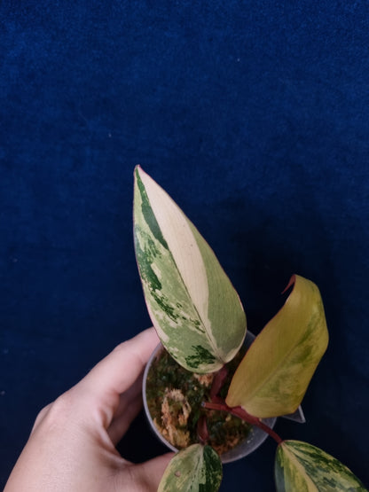 Philodendron Strawberry Shake