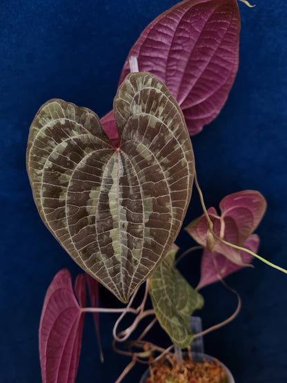 Dioscorea Discolor